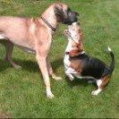 Grand danois Holger billede 11