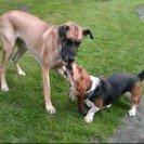 Grand danois Holger billede 12