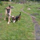 Grand danois Holger billede 13