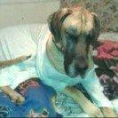 Grand danois Holger billede 14