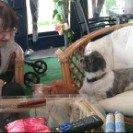 Shih tzu Tyson billede 8