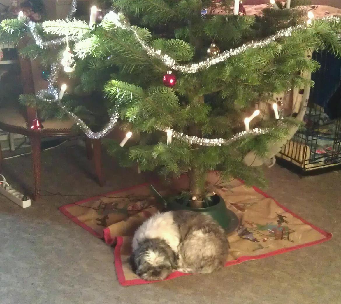 Shih tzu Tyson billede 9