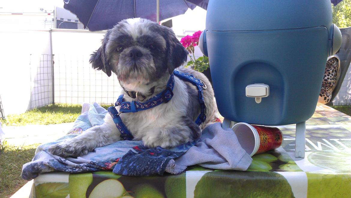 Shih tzu Tyson billede 10