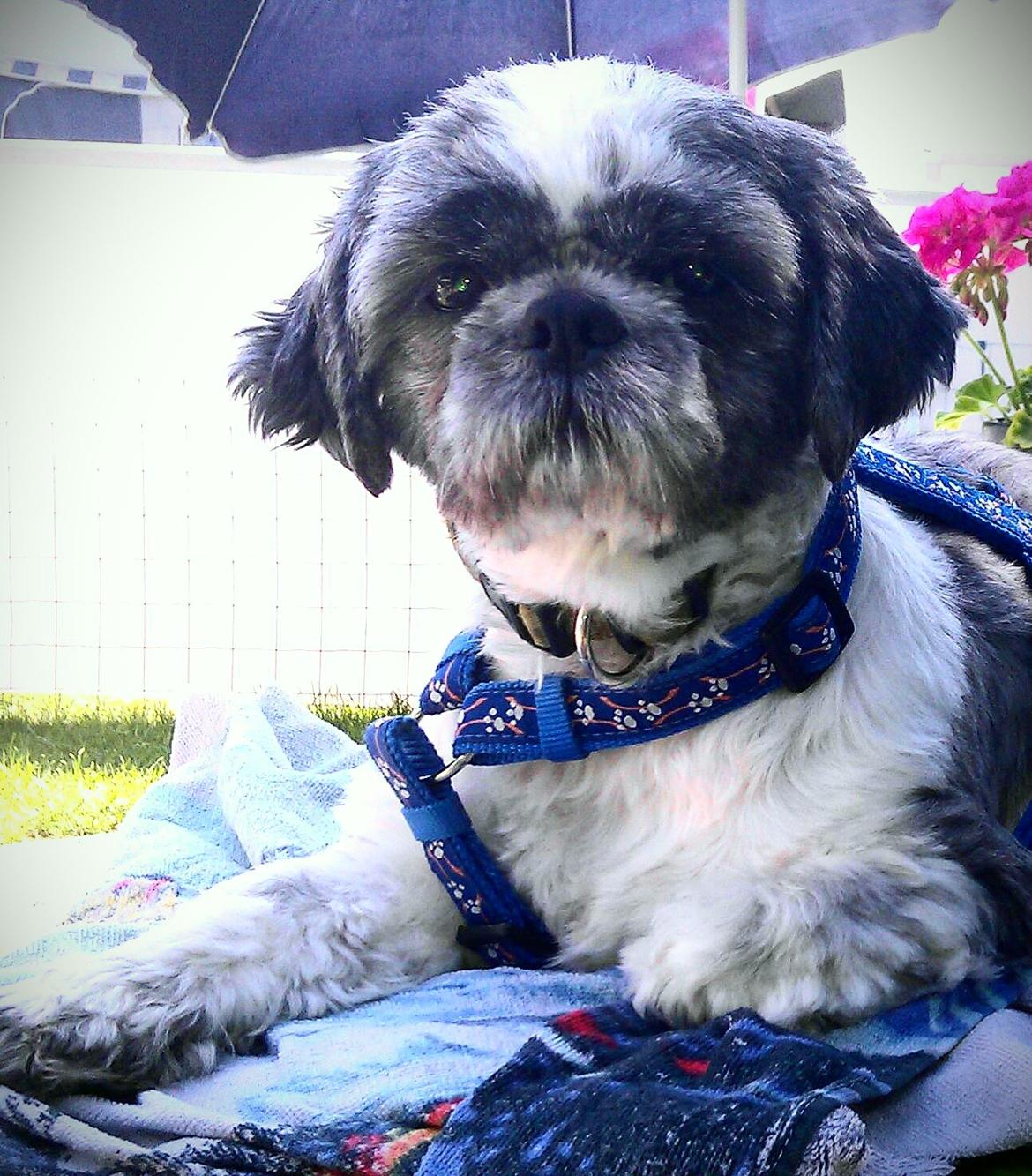 Shih tzu Tyson billede 11