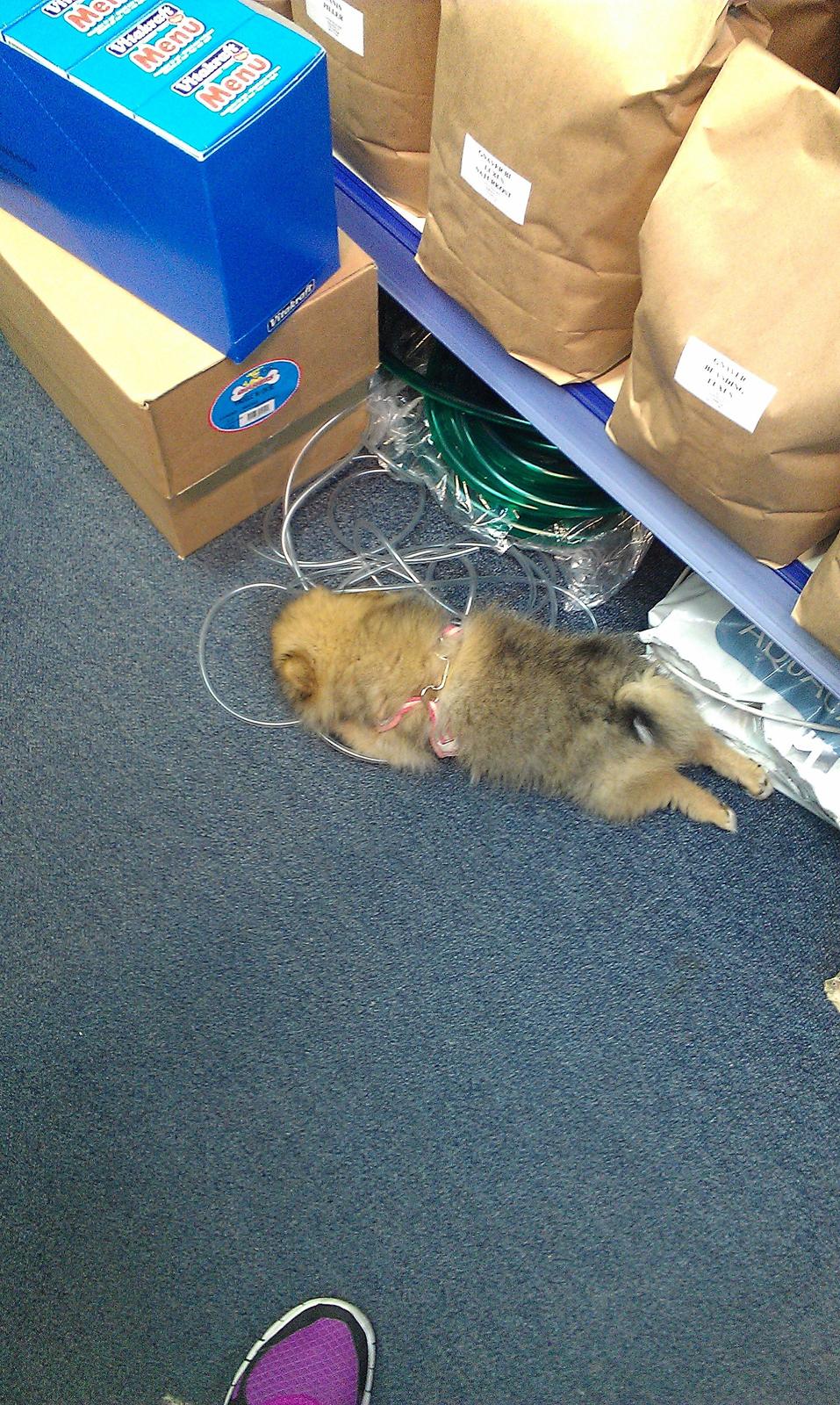 Pomeranian Ane's Dolly  (Neela) - Det er sku hårdt at gå på arbejde .. ZzzZZzz billede 12