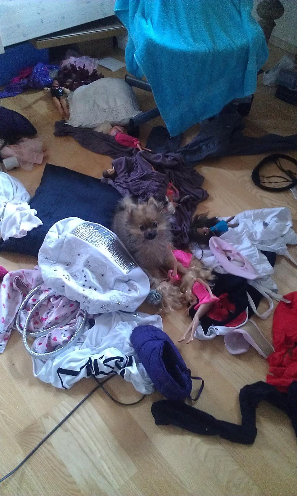 Pomeranian Ane's Dolly  (Neela) - Hvad ? - Må jeg nu heller ikke spise Barbie dukkerne.. billede 13