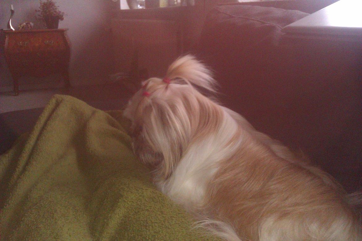 Shih tzu Teeny billede 1