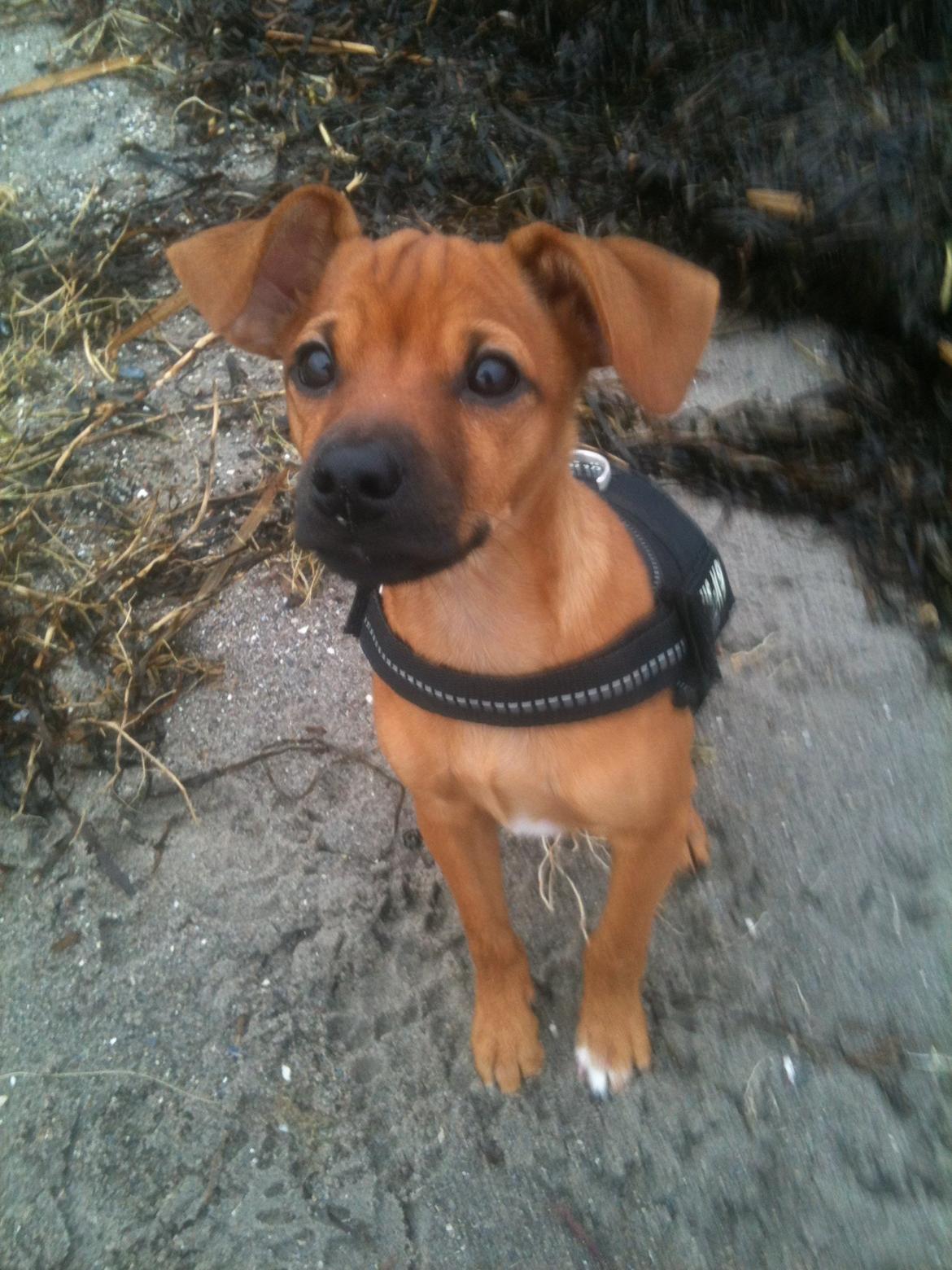 Dvaergpinscher Pico billede 15