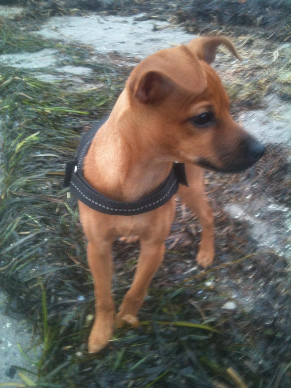 Dvaergpinscher Pico billede 16