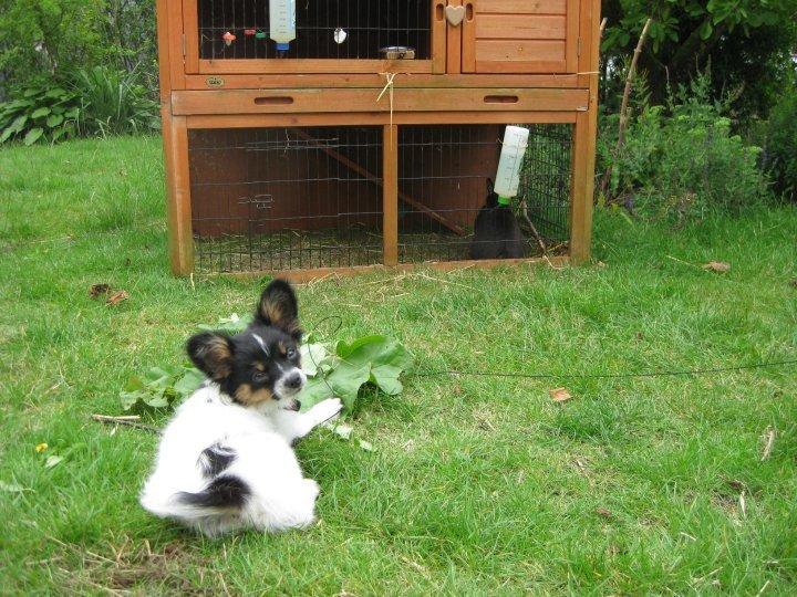 Papillon Bella billede 4