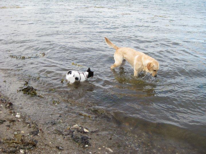 Papillon Bella billede 6