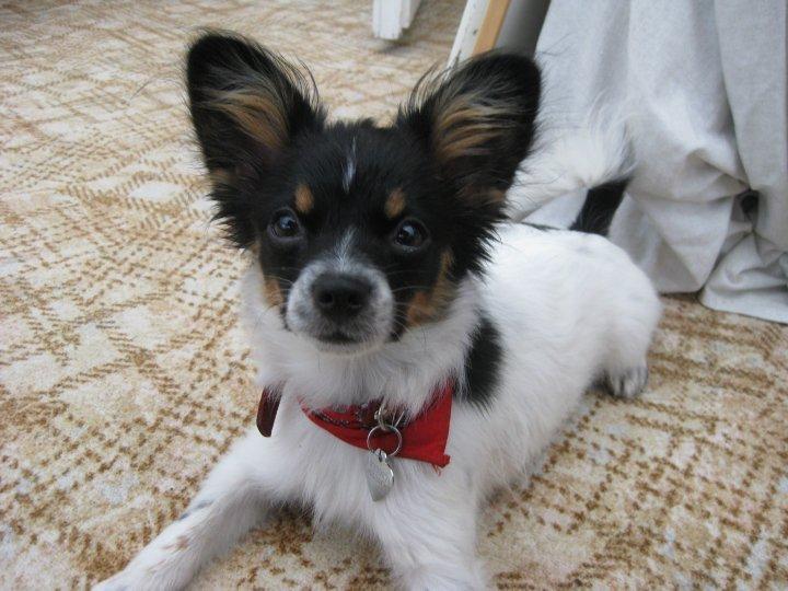 Papillon Bella billede 1