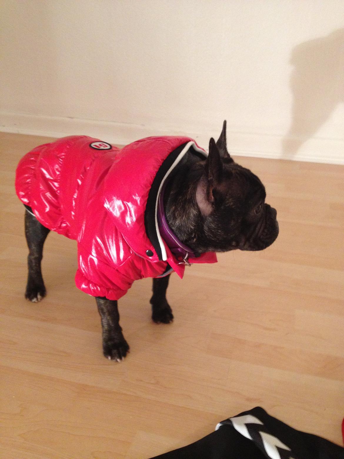 Fransk bulldog Liva - Klar til vinter :-) billede 17