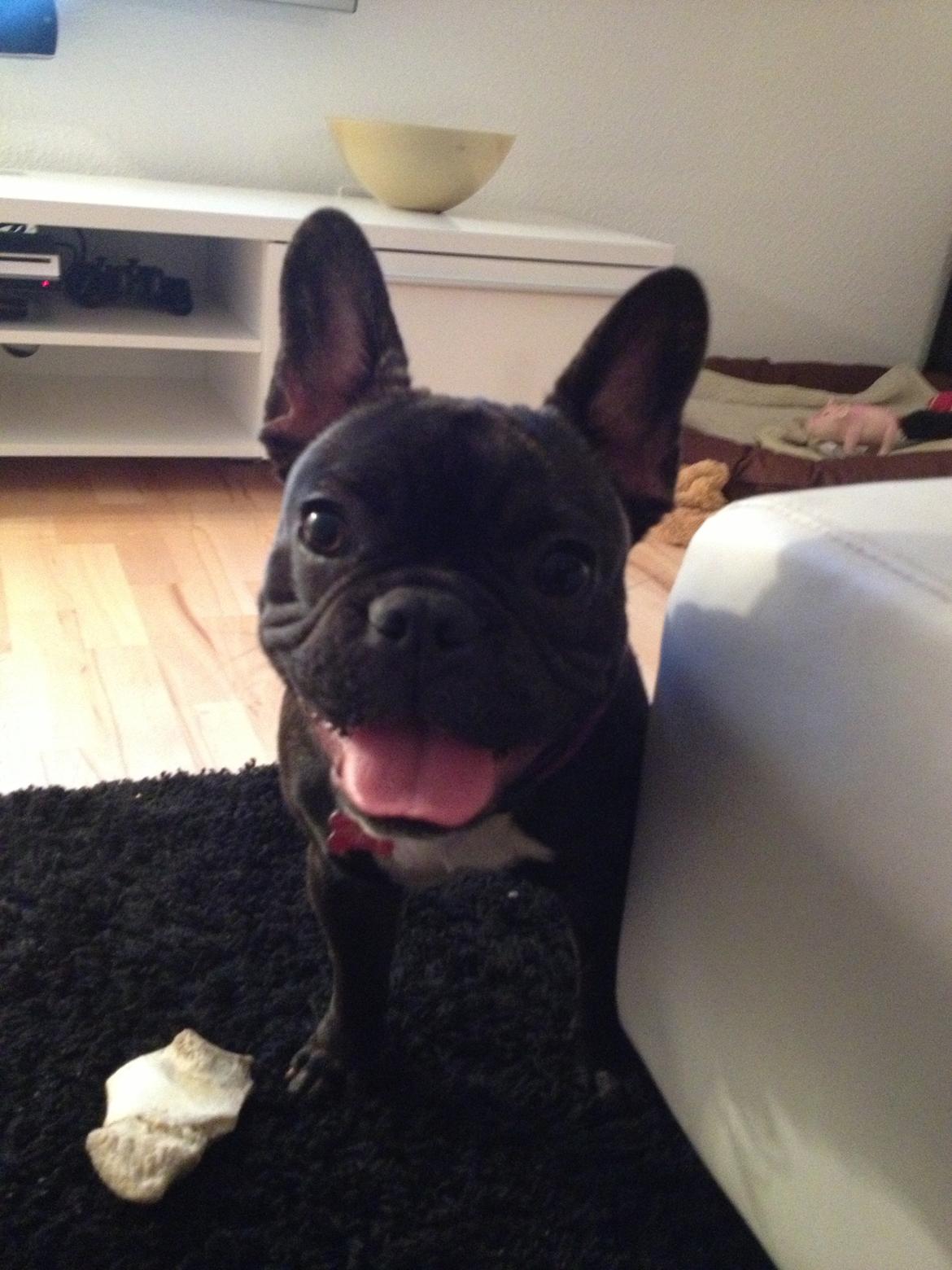 Fransk bulldog Liva billede 6