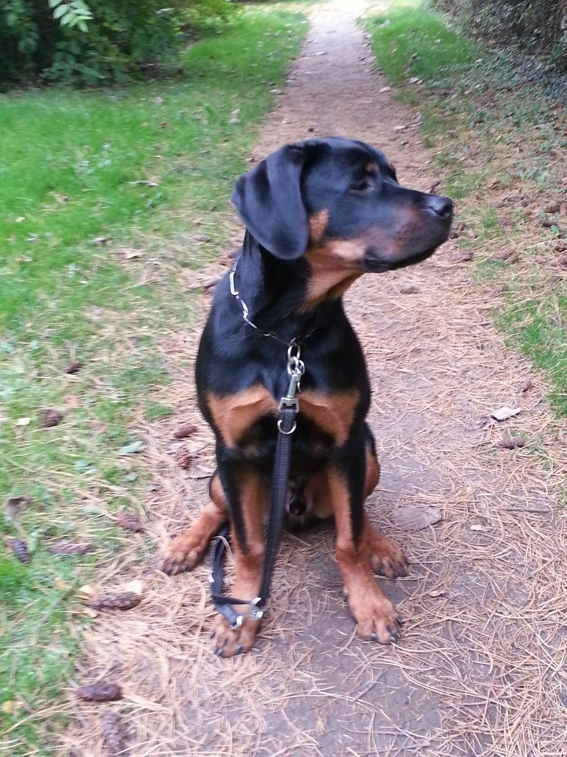 Rottweiler Kenzo ( R.I.P himmelhund) billede 7