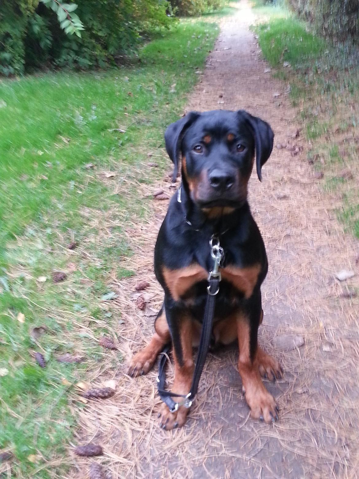 Rottweiler Kenzo ( R.I.P himmelhund) billede 8