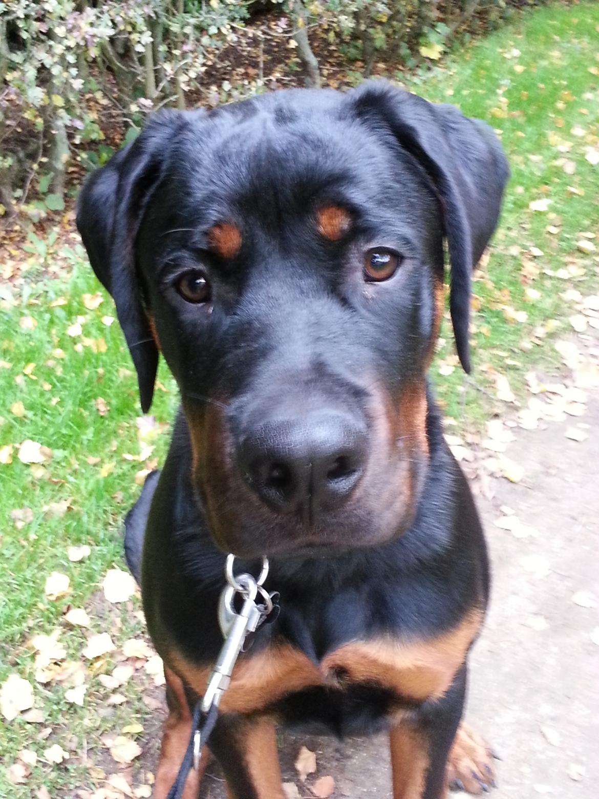 Rottweiler Kenzo ( R.I.P himmelhund) billede 9