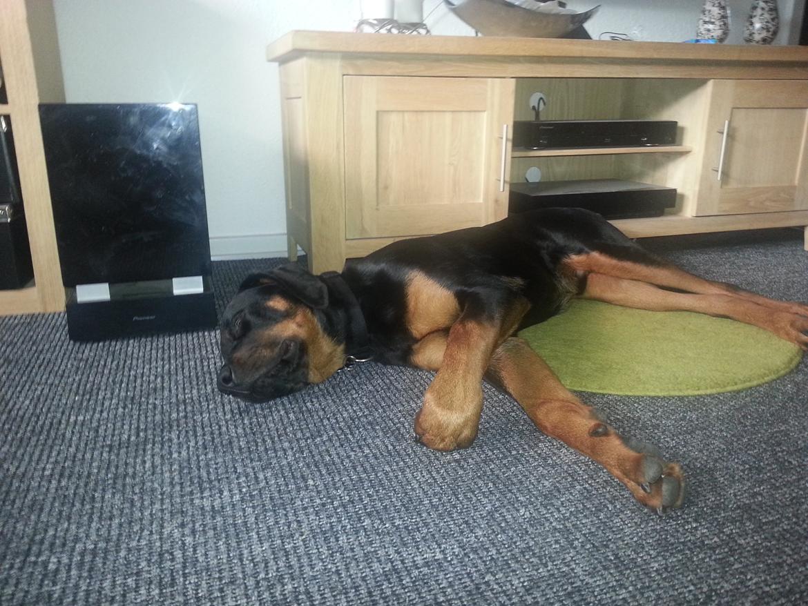 Rottweiler Kenzo ( R.I.P himmelhund) billede 10