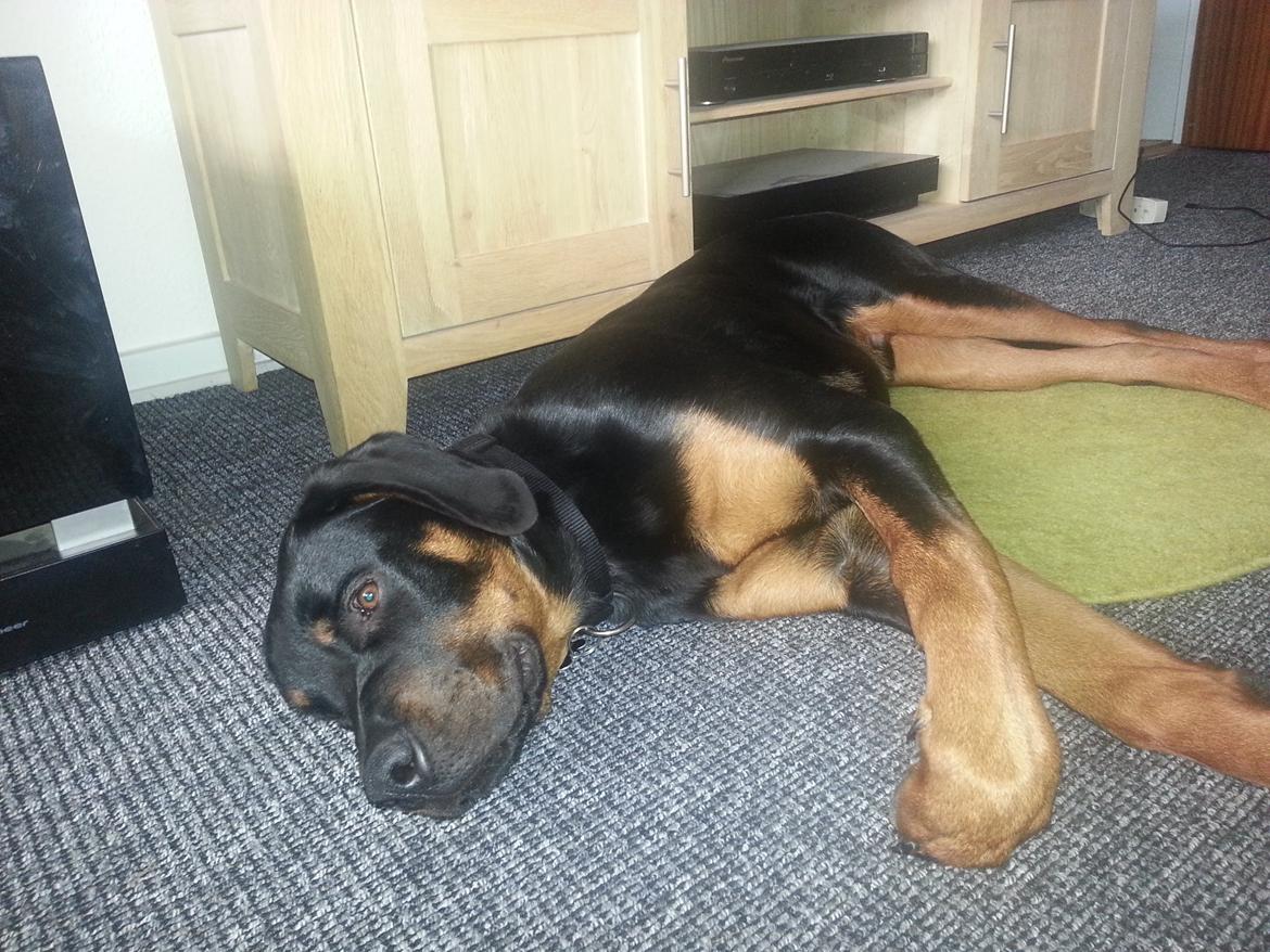 Rottweiler Kenzo ( R.I.P himmelhund) billede 11