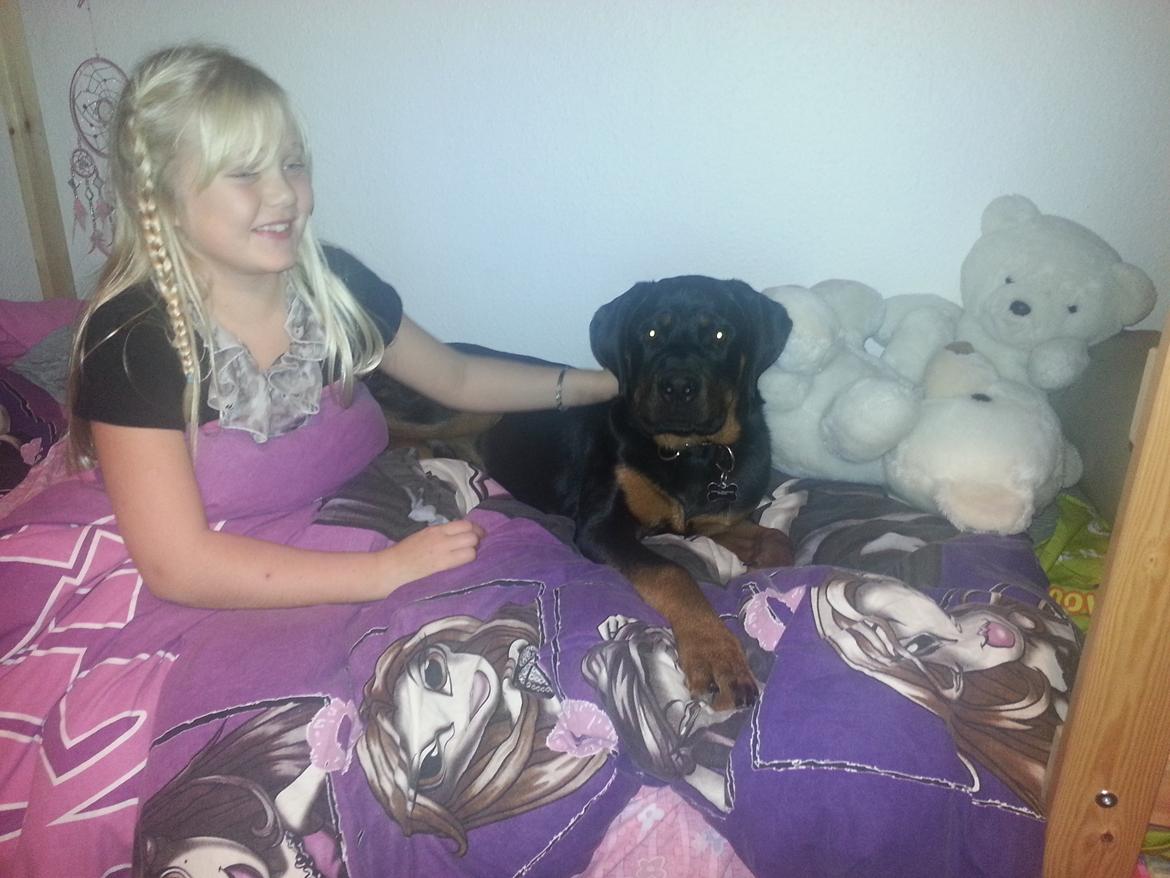 Rottweiler Kenzo ( R.I.P himmelhund) billede 12