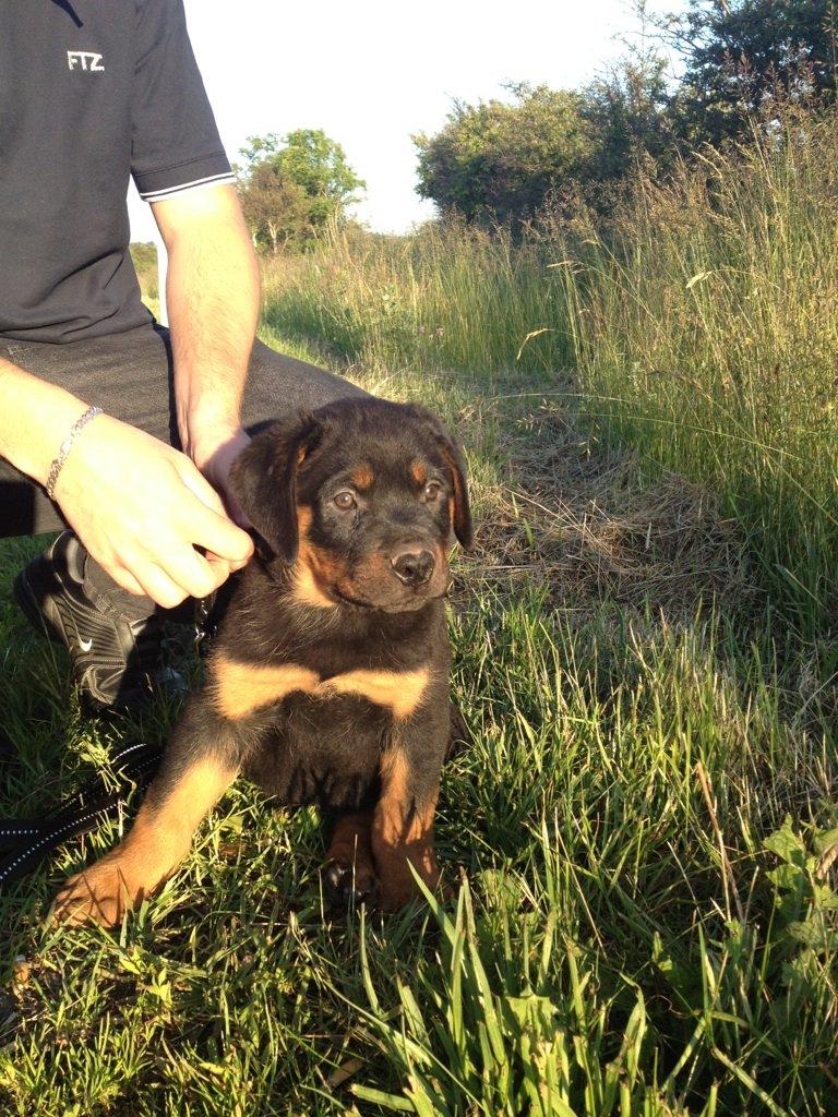 Rottweiler Kenzo ( R.I.P himmelhund) billede 1