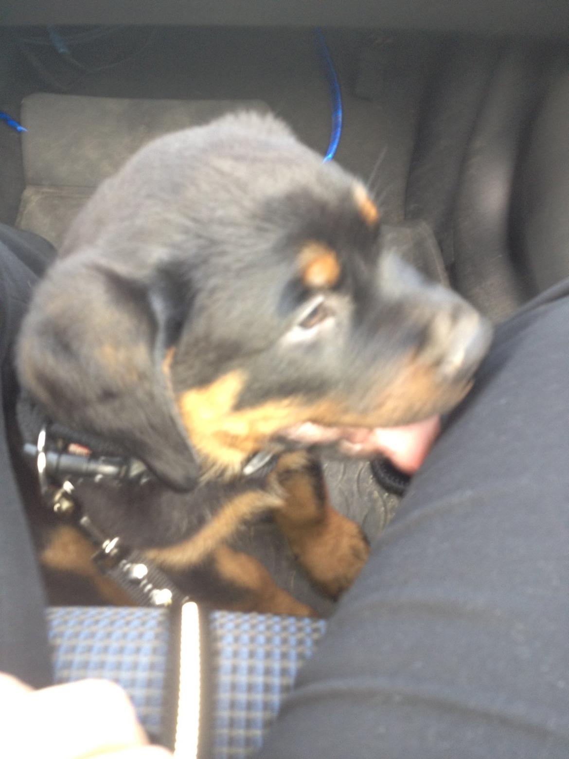 Rottweiler Kenzo ( R.I.P himmelhund) billede 2