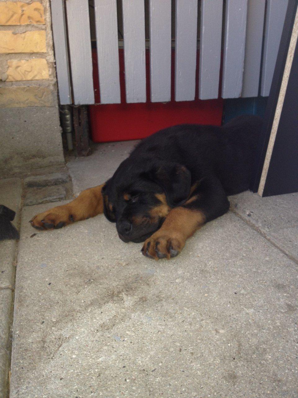 Rottweiler Kenzo ( R.I.P himmelhund) billede 3