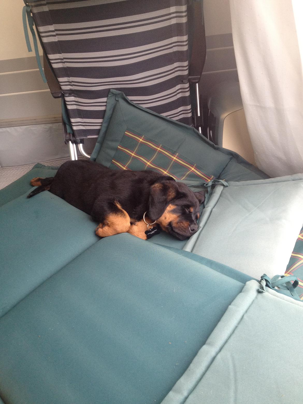 Rottweiler Kenzo ( R.I.P himmelhund) billede 13