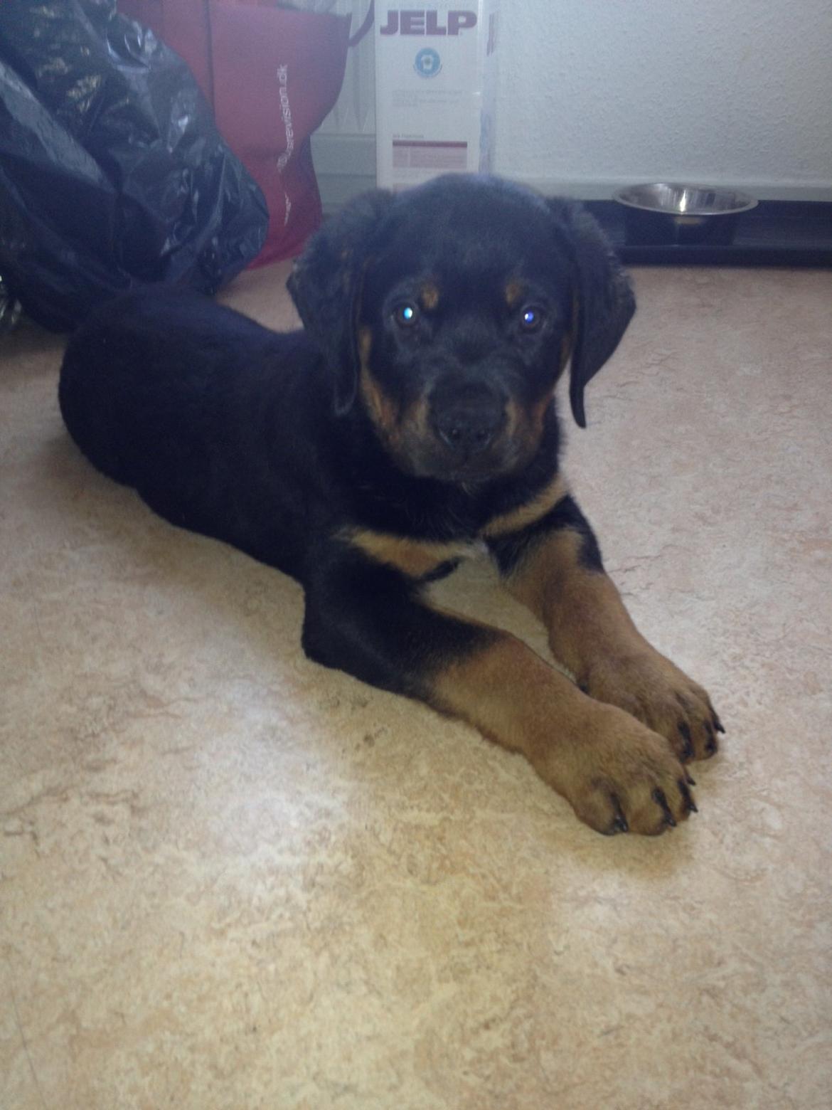 Rottweiler Kenzo ( R.I.P himmelhund) billede 5