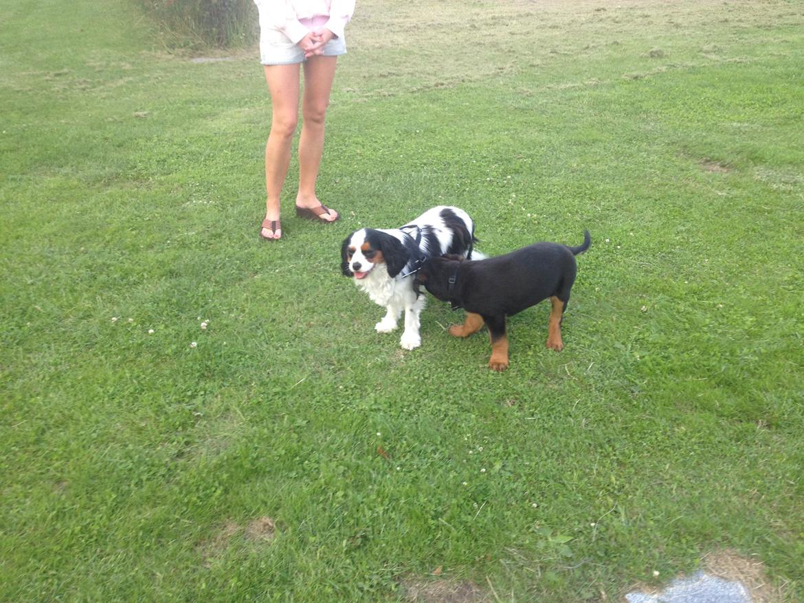 Rottweiler Kenzo ( R.I.P himmelhund) billede 14