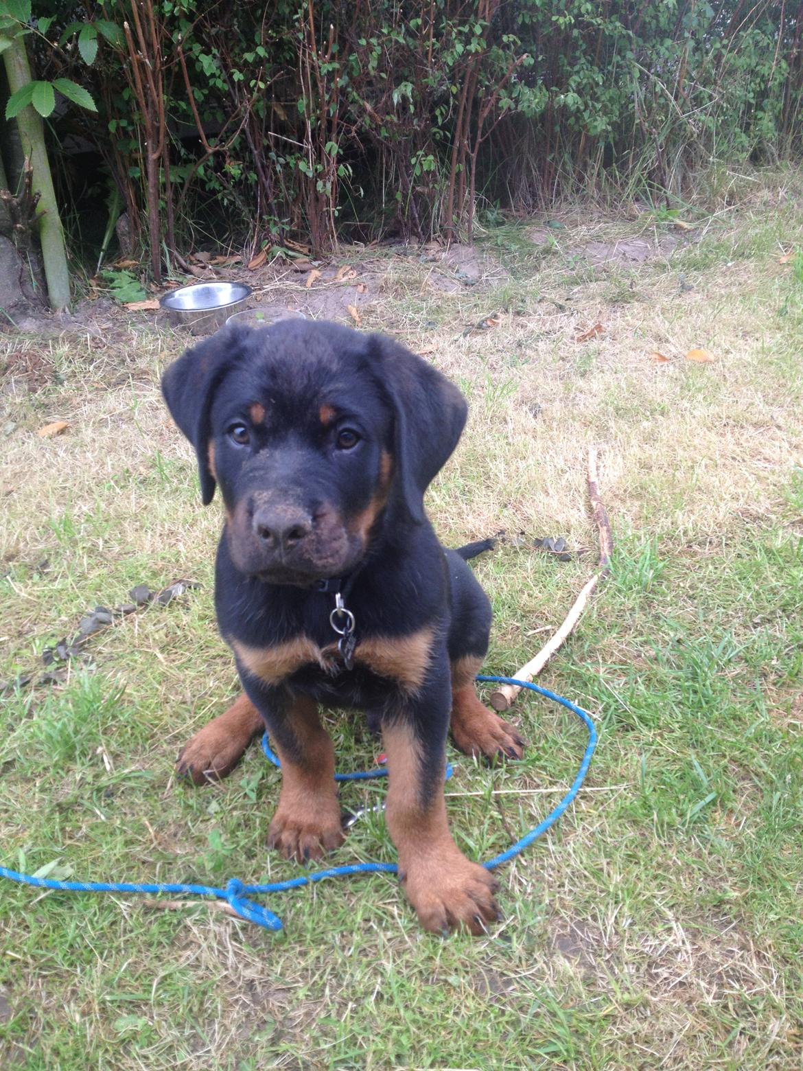 Rottweiler Kenzo ( R.I.P himmelhund) billede 4