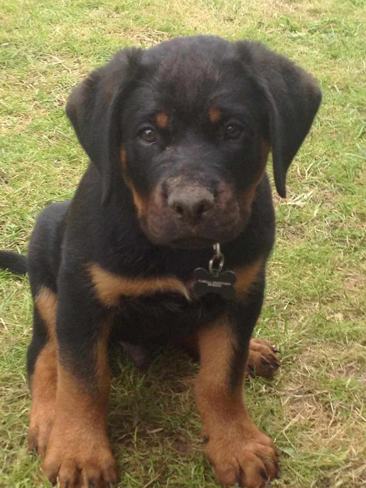 Rottweiler Kenzo ( R.I.P himmelhund) billede 6