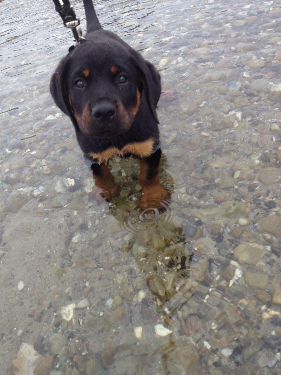 Rottweiler Kenzo ( R.I.P himmelhund) billede 15