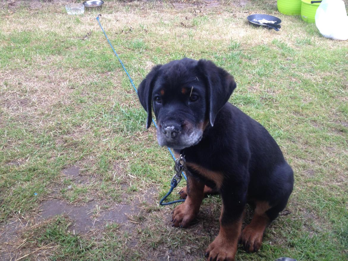 Rottweiler Kenzo ( R.I.P himmelhund) billede 16