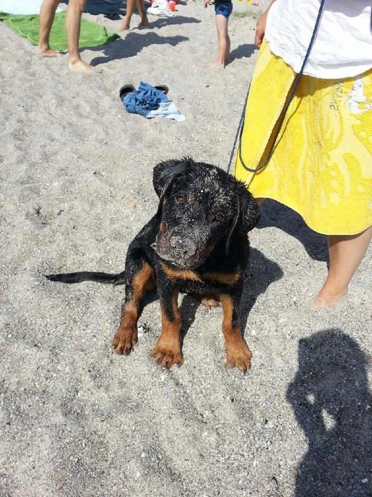 Rottweiler Kenzo ( R.I.P himmelhund) billede 17