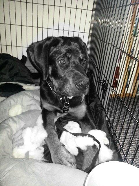 Rottweiler Kenzo ( R.I.P himmelhund) billede 18