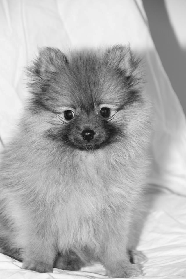 Pomeranian panuu billede 11