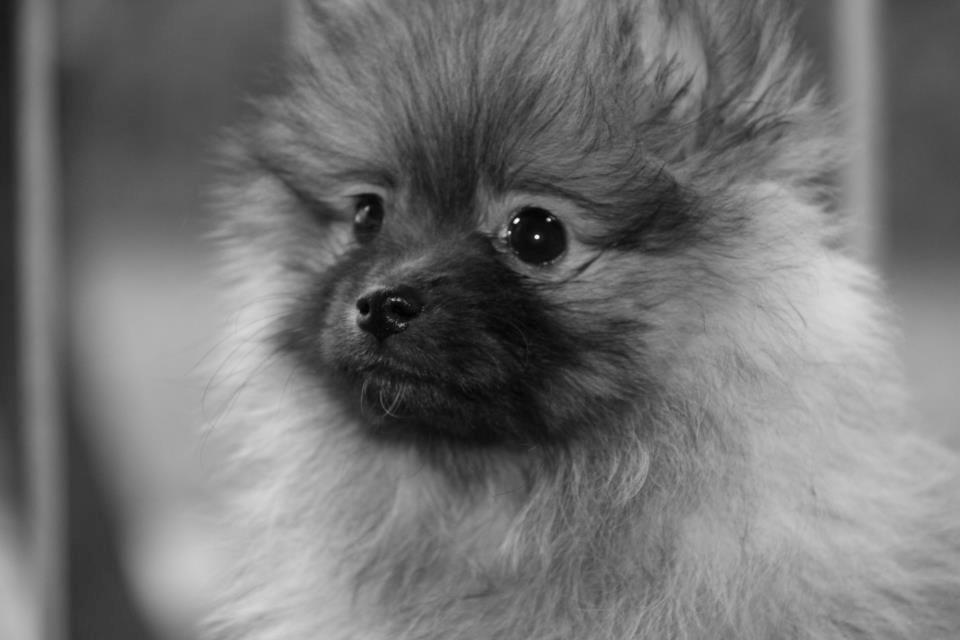 Pomeranian panuu billede 12