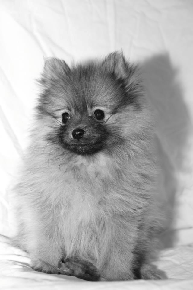 Pomeranian panuu billede 6