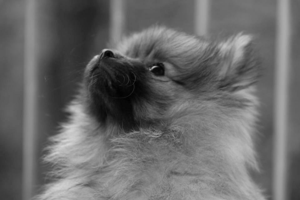 Pomeranian panuu billede 1