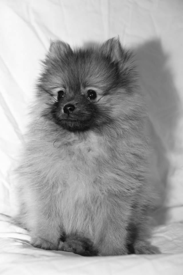 Pomeranian panuu billede 2