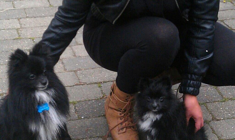 Pomeranian Jebbe billede 9