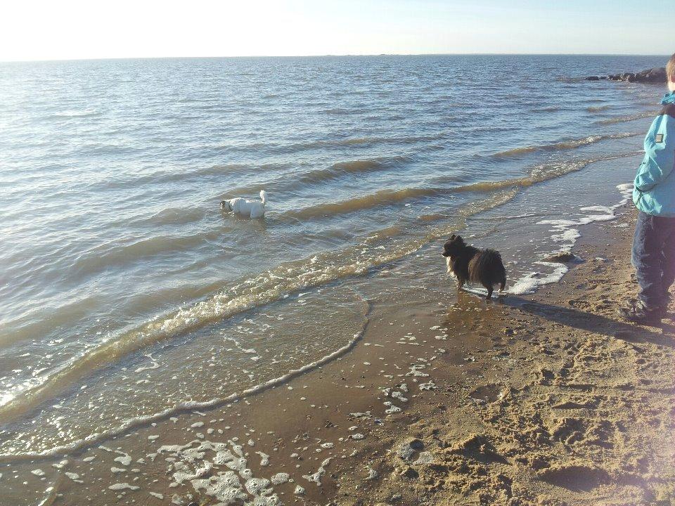 Pomeranian Jebbe billede 12