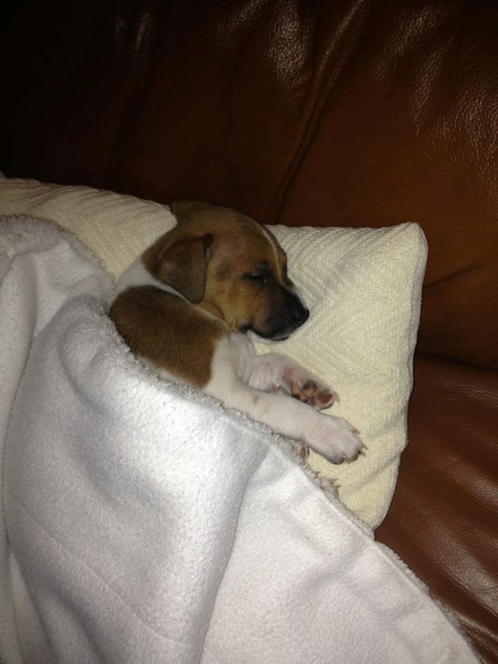 Dansk svensk gaardhund Kato <3 billede 21