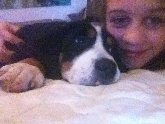 Grosser schweizer sennenhund Holmer - Sarah & Holmer <3, 7 November, 2012. billede 13