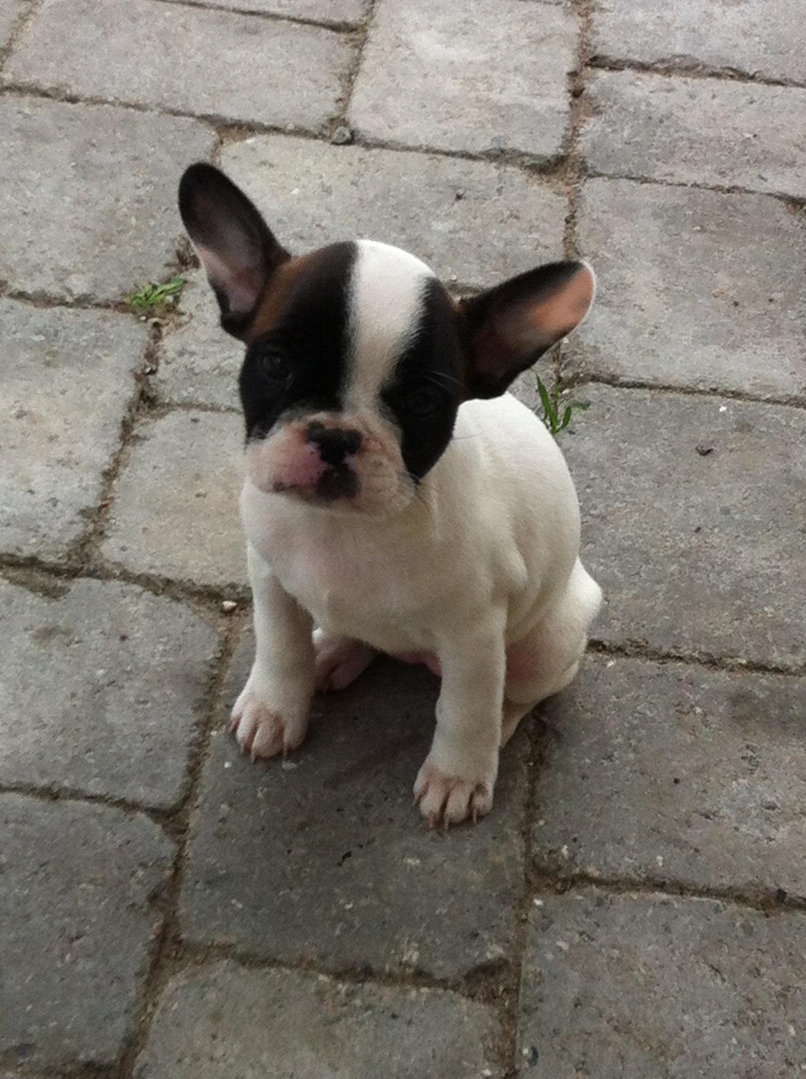 Fransk bulldog Freja billede 1