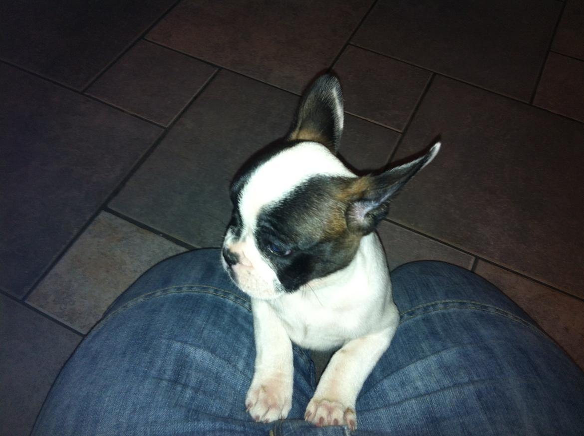 Fransk bulldog Freja billede 2