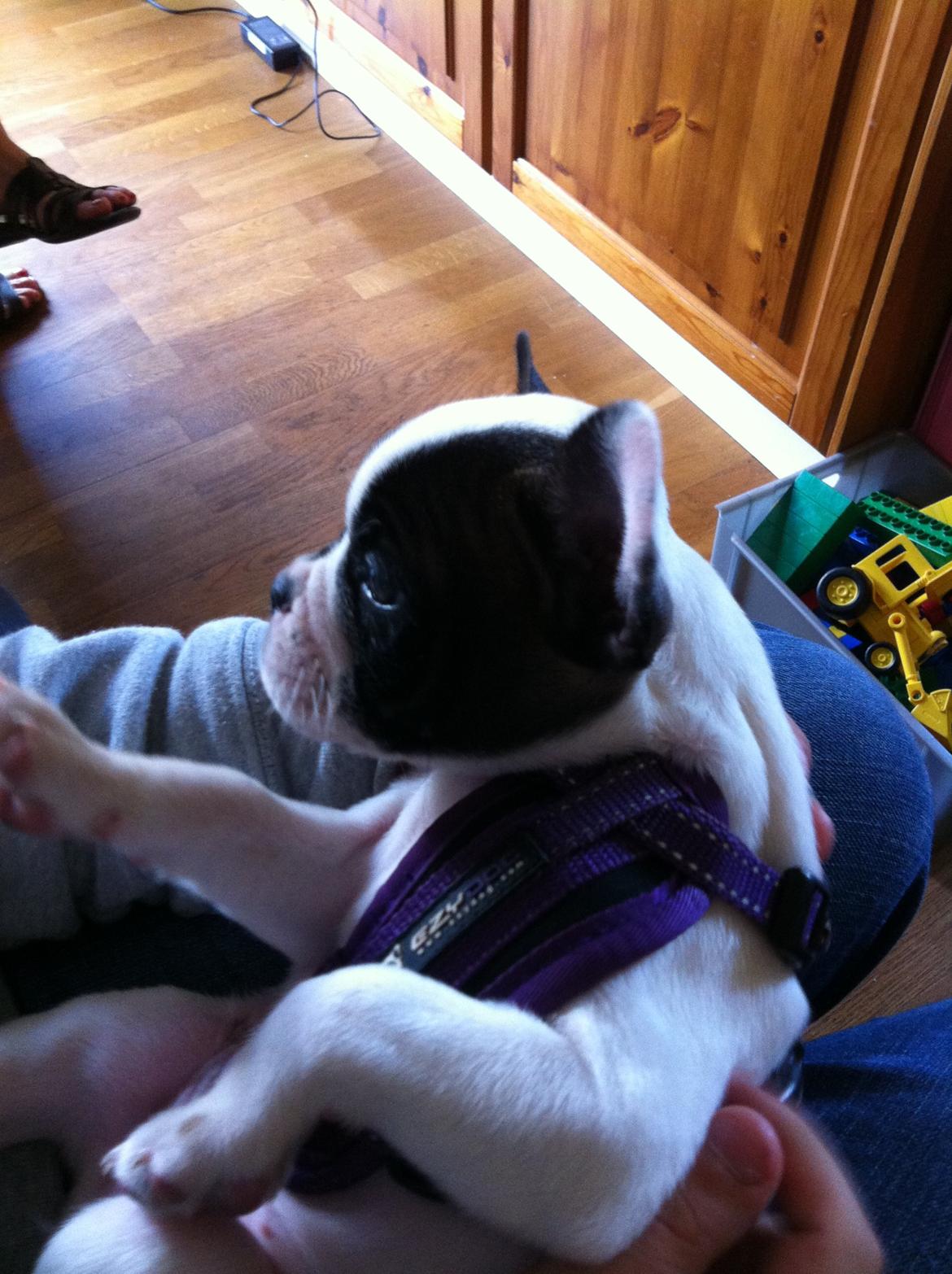 Fransk bulldog Freja billede 3