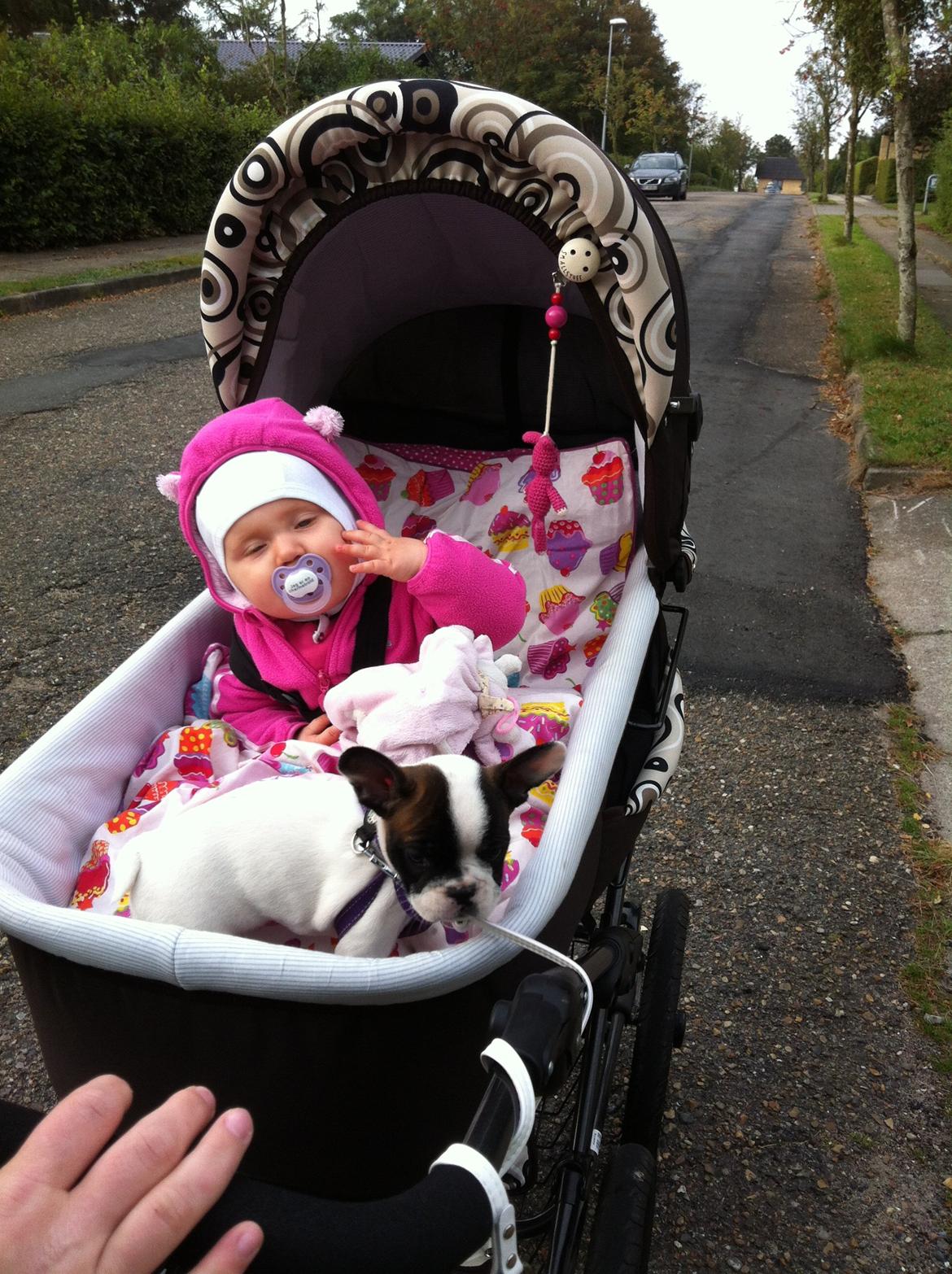 Fransk bulldog Freja billede 4