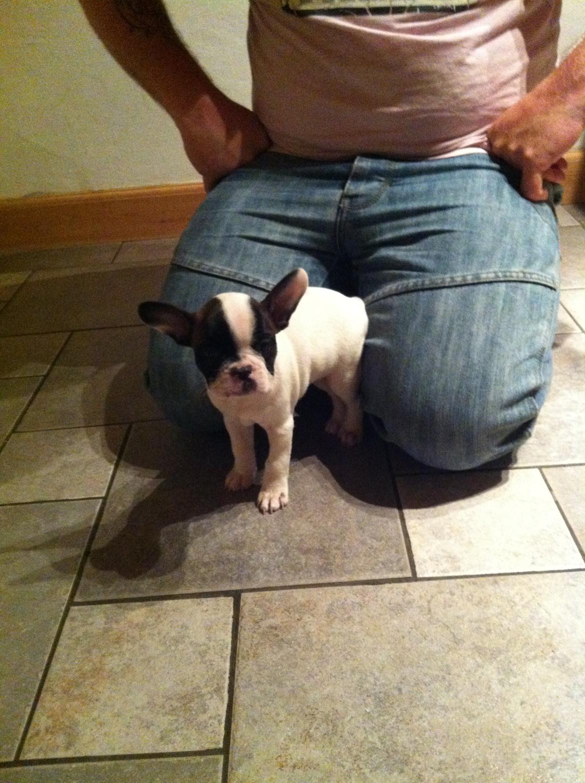 Fransk bulldog Freja billede 5